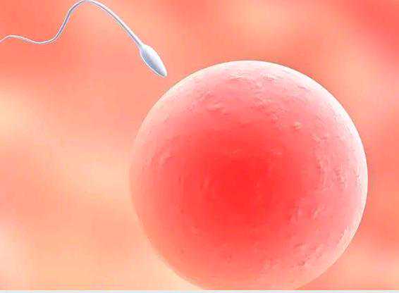 广州代孕网公司有哪些|试管卵泡监测要监测多少次？什么是内膜转化